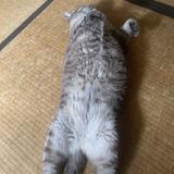 市川　ロド