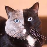 ☆ねこぱんち☆