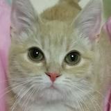 おおさか10