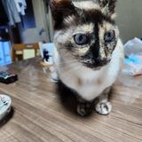 あずきすきすき