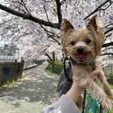 ももとココ