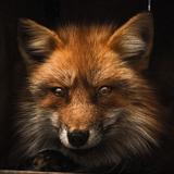 Yeuxphoto