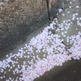 真っ赤なリンゴ