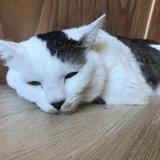 松本あきら