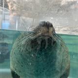 なるとかなるごん