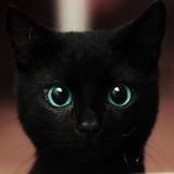 BlackCat777