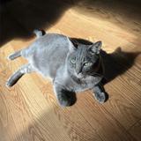 猫ママちゃん
