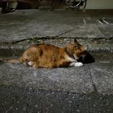 書道士ねこのて