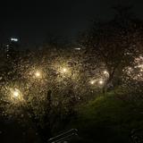 桜樹 Sakuragi