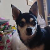 大きなチワワ
