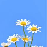 gentle bloom