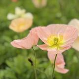 花の家