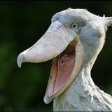 shoebill