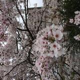 hirosaku040910