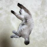 かみゅPhoto