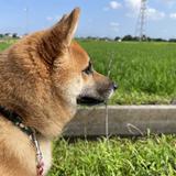 ちゃーはんさん