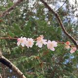 まごころ花ちゃん