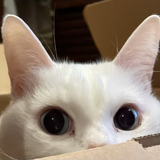 torachiro1205