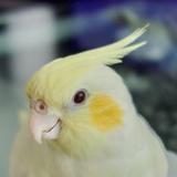 TackmanOkame