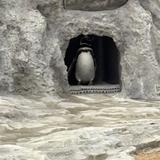 しねん はる