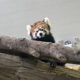 こわいぬ