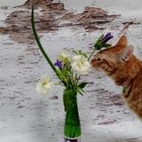 あまの　ともよ
