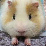 ガラドラ