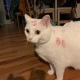 ねこたんさん