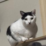 たむたむ兄