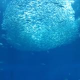 fはやて