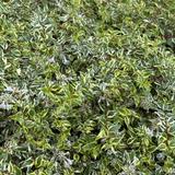 botanical77