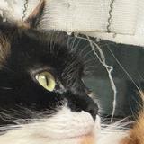 ギガニャオハ