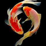 Koi Nobori
