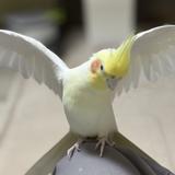 poyopicohana