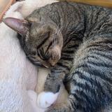 さーえー38