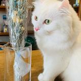 希咲Kisaki