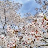 湊ほなみ