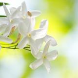 Jasmine garden