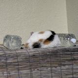 spotted_cat