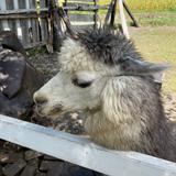 さいとうデザイン