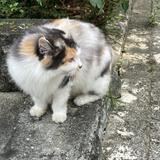 秋川めぐみ