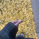 かりんお