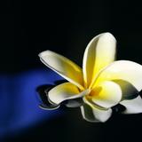 hm_plumeria