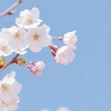 お受験帖とおしたく帖