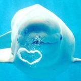 alohadolphin