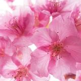 sakura桜0810