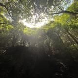 zen_video