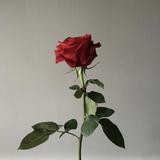 rose230928