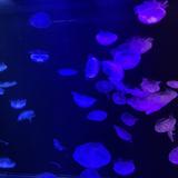 カウンセリングルーム　ヒペリカム