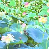 霊視鑑定えにし